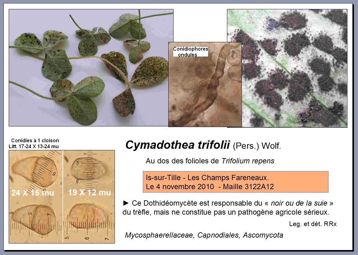 Société mycologique de la Côte d'Or